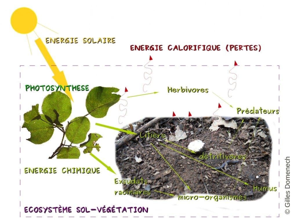 flux-energies-jardin-comprendre